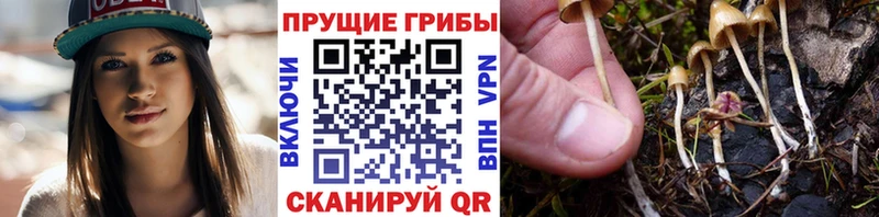 Псилоцибиновые грибы Psilocybine cubensis  Купить где  Северодвинск 